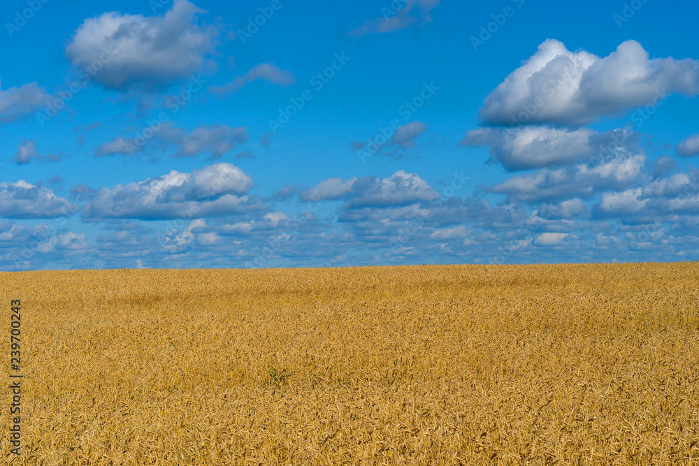field of yellow ripe ears of corn under the blue sky under white clouds.