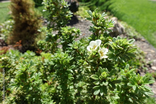 Two white flowers on branch of Dasiphora fruticosa