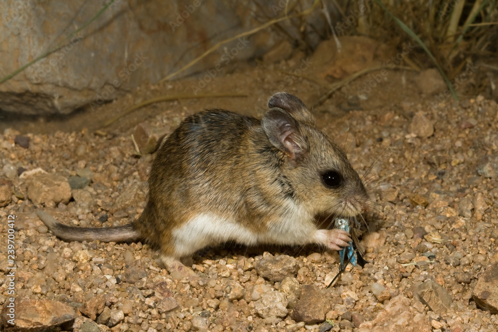 Northern Grasshopper Mouse, Onychomys leucogaster Northern Grasshopper Mouse, Onychomys leucogaster