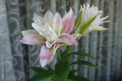 Showy pink and white flowers of double oriental lilies