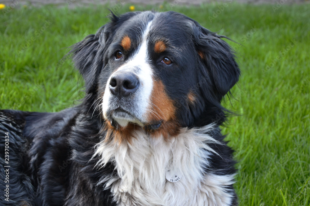 Bernese mountain dog Bernese mountain dog