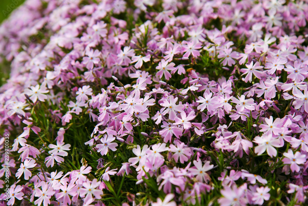 Little flowers Little flowers