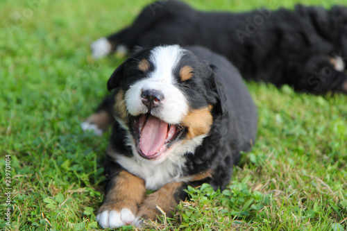 Foto Bernese mountain dog puppy