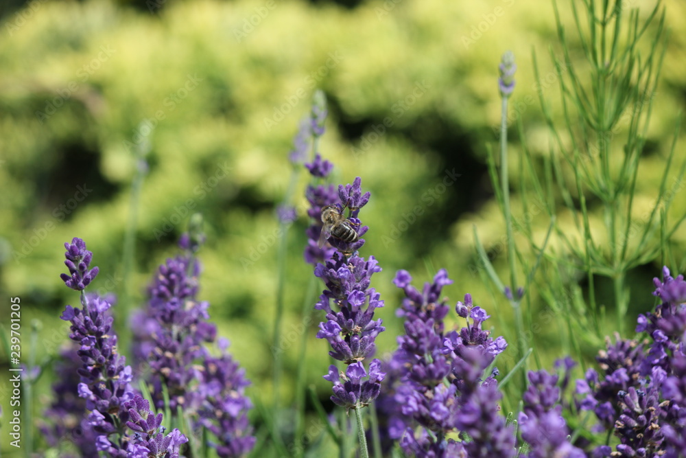 Obraz premium Lavender flowers