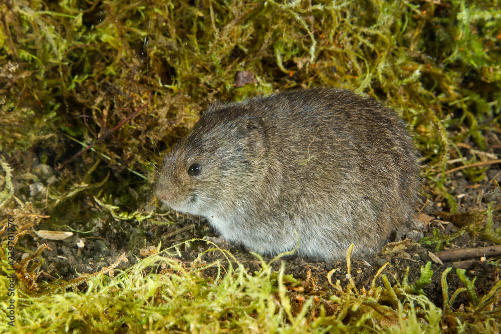 Photograph, Northern Bog Lemming