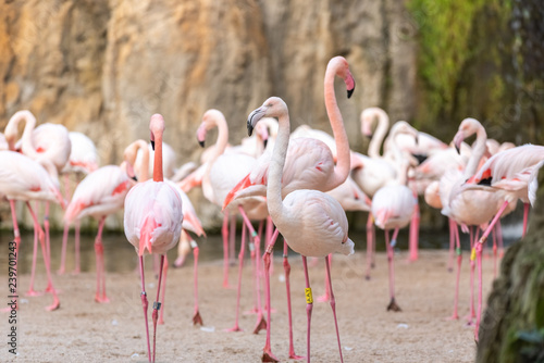 Group of pink flamingos  Phoenicopterus roseus  walking.