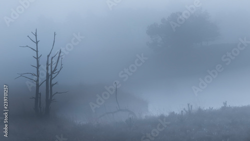 Canvas Print silhouette of dead trees in foreground of misty fen in foggy blue-grey atmospher
