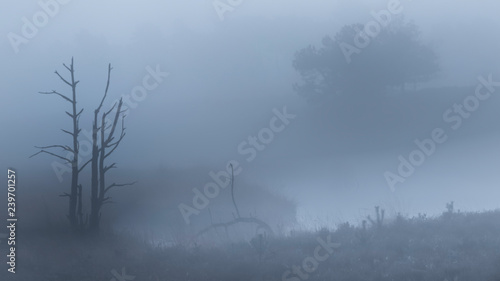 silhouette of dead trees in foreground of misty fen in foggy blue-grey atmosphere in Hatertse Vennen, Nijmegen, Netherlands photo