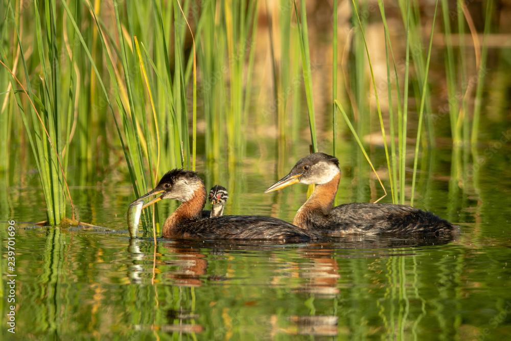 Red-necked grebe taken in central MN Red-necked grebe taken in central MN