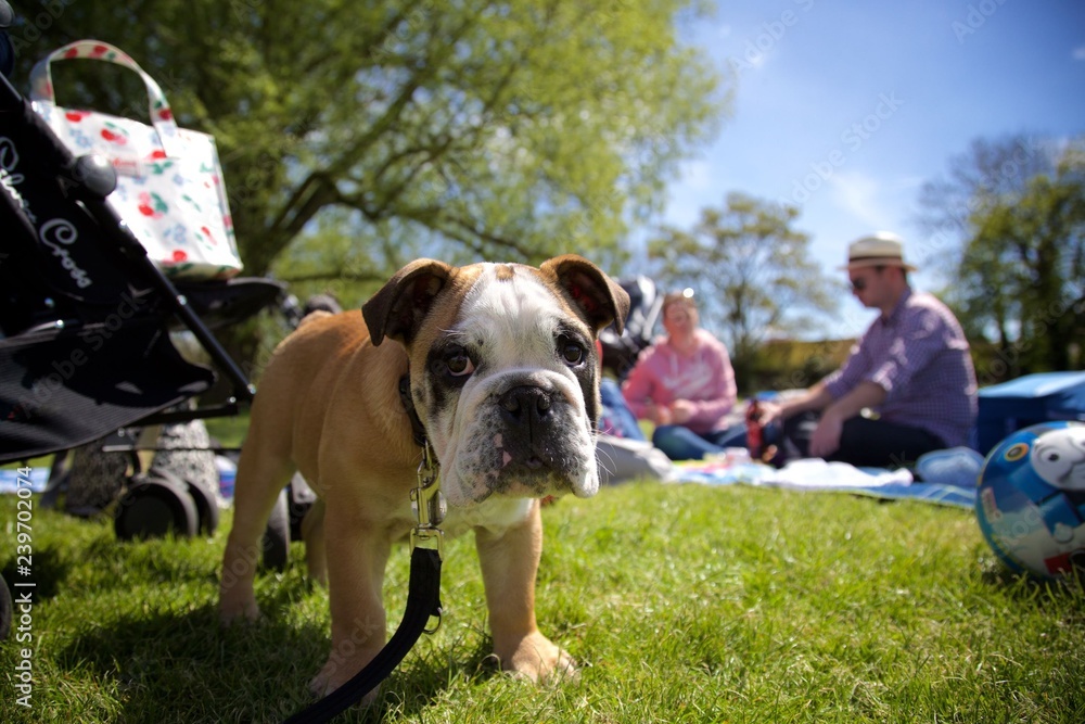 Bulldog puppy at picnic