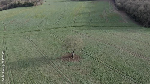 Aerial of a lone tree in the Loire Valley, France. photo