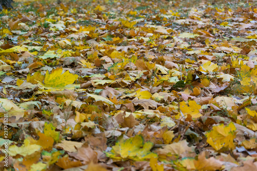 Fallen yellowed foliage from trees in early autumn