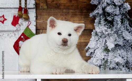 akita inu puppy on a new year background