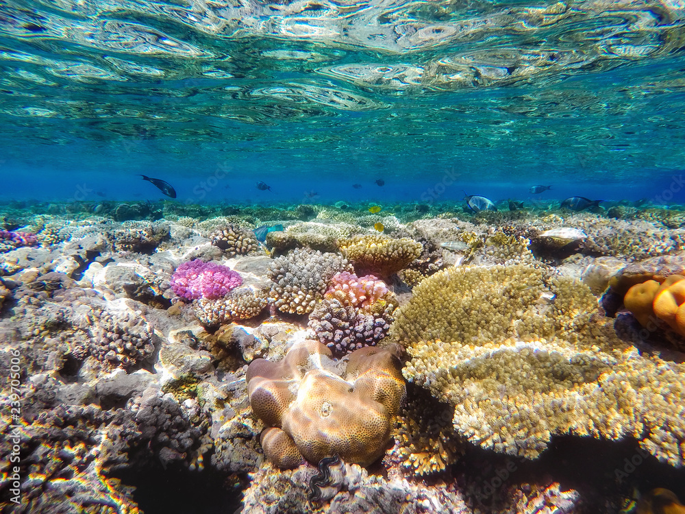 Obraz premium colorful corals and exotic fishes at the bottom of the red sea. beautiful natural summer background