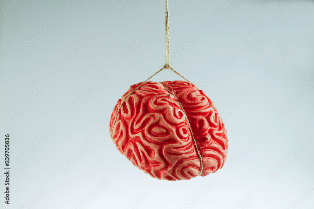 CEREBRO CEREBRO