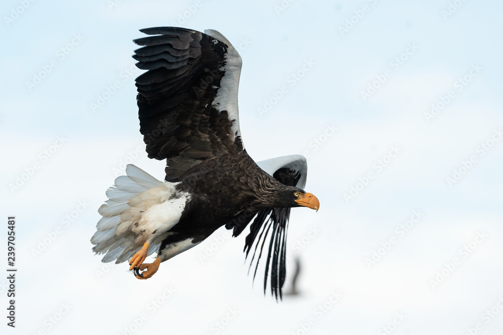 Adult Steller's sea eagle in flight. Sky background. Scientific name: Haliaeetus pelagicus. Natural Habitat. Adult Steller's sea eagle in flight. Sky background. Scientific name: Haliaeetus pelagicus. Natural Habitat.
