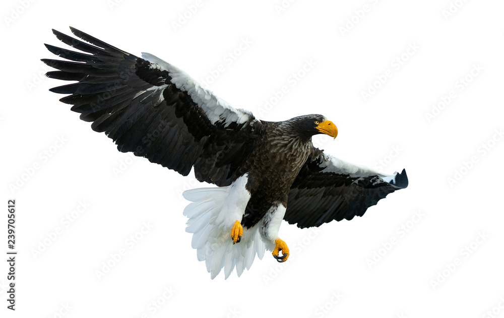 Fototapeta premium Adult Steller's sea eaglein flight spread his wings. Scientific name: Haliaeetus pelagicus. Isolated on white background.