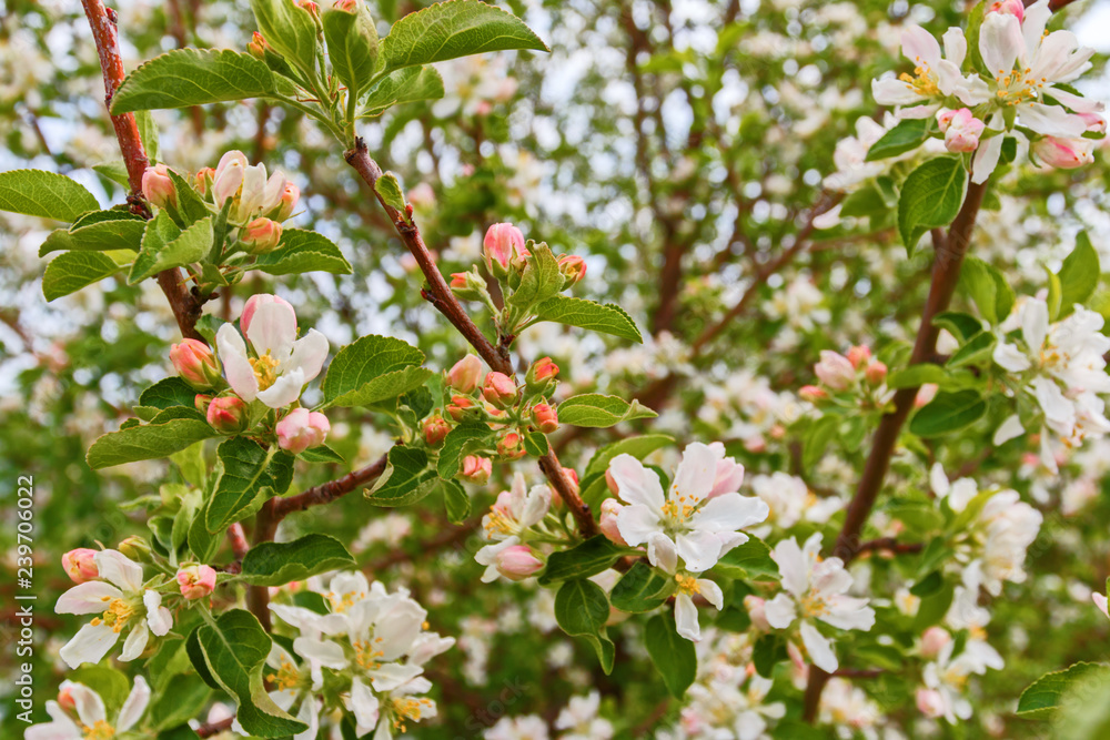 Closeup of flowering apple tree in spring. Closeup of flowering apple tree in spring.