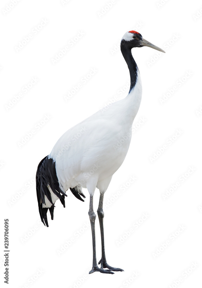 Obraz premium Japanese Crane, or red-crowned crane (Grus japonensis), isolated on White Background
