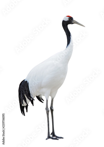 Japanese Crane  or red-crowned crane  Grus japonensis   isolated on White Background