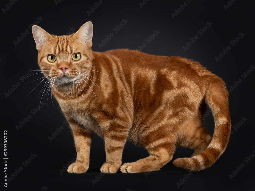 Adorable young adult red tabby American Shorthair cat, standing side ways. Looking at lens with yellow / green eyes. Isolated on a black background.