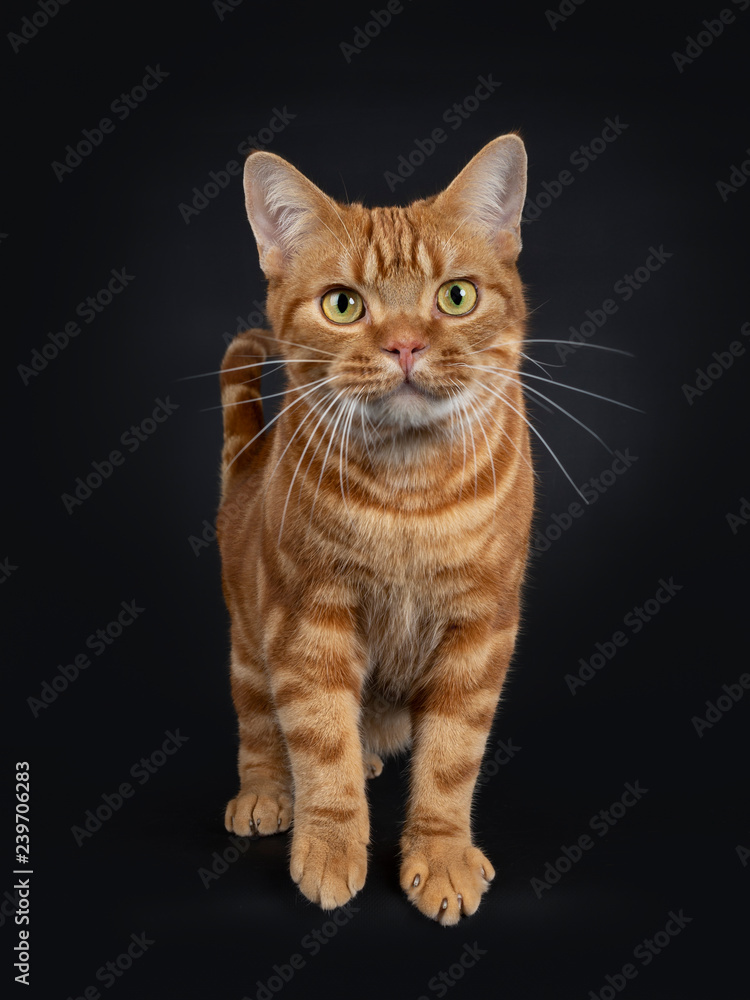 Adorable young adult red tabby American Shorthair cat, standing front view. Looking at lens with yellow / green eyes. Isolated on a black background.