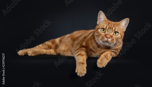 Adorable young adult red tabby American Shorthair cat, laying down side ways with front paws hanging over edge. Looking at lens with yellow / green eyes. Isolated on a black background.