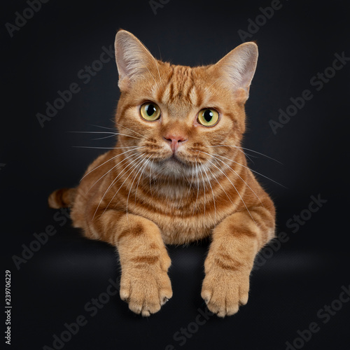 Adorable young adult red tabby American Shorthair cat, laying down with front paws hanging over edge. Looking at lens with yellow / green eyes. Isolated on a black background.