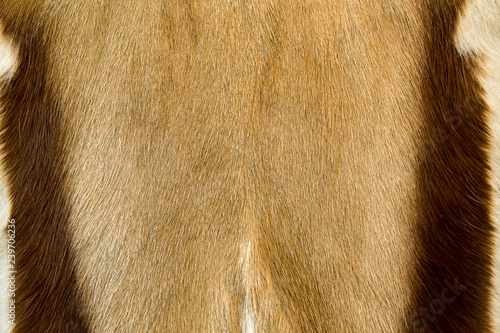 Texture of animal fur and hair.