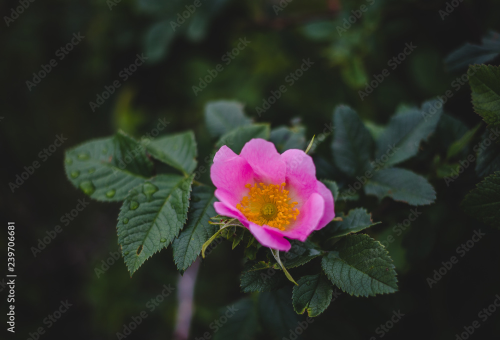 Rosa canina with also known as dog rose has large pink or five petalled flowers.