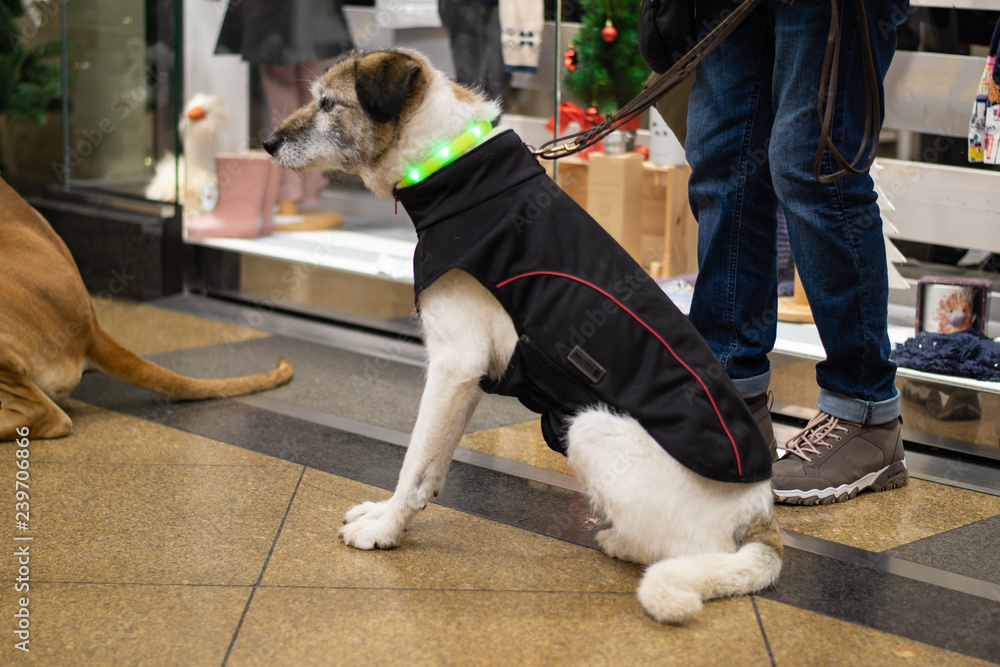 Old dog with a light collar and a coat Old dog with a light collar and a coat