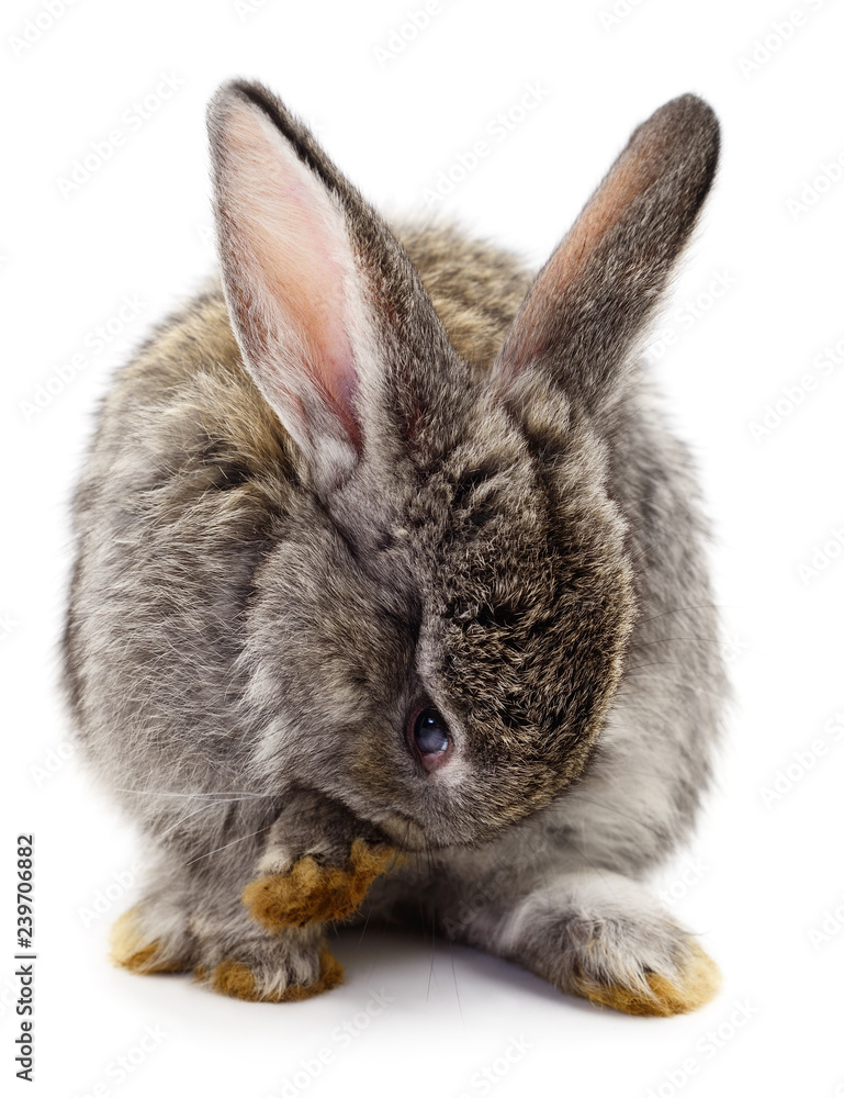 Obraz premium Gray rabbit isolated