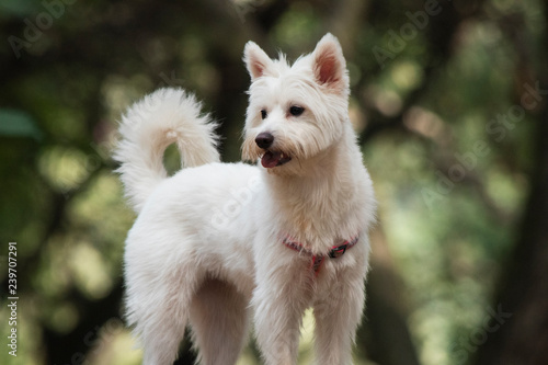 White Westie Dog in park