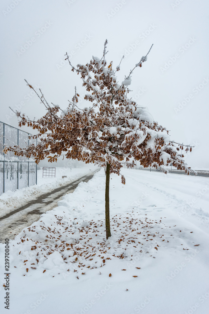 Naklejka premium Oak Tree Covered With Snow and Hoar Frost