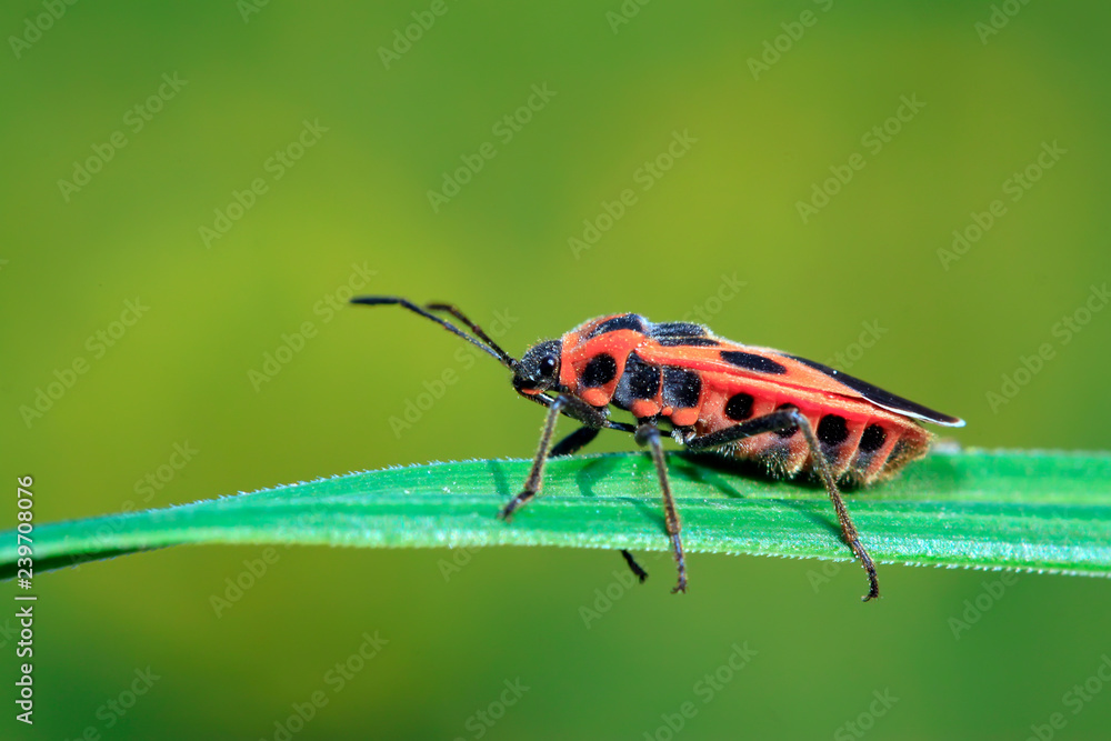 Fototapeta premium stinkbug on the plant