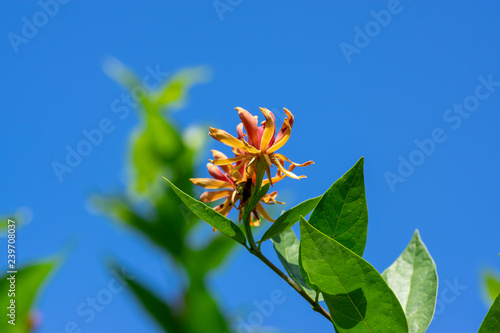 Calycanthus floridus dark red flowering shrub, green plant with beautiful flowers in bloom photo