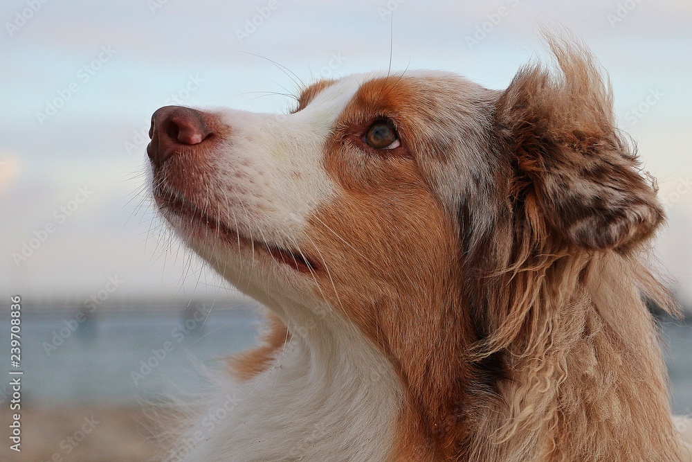 extreme close up from an australian shepherd head at the beach