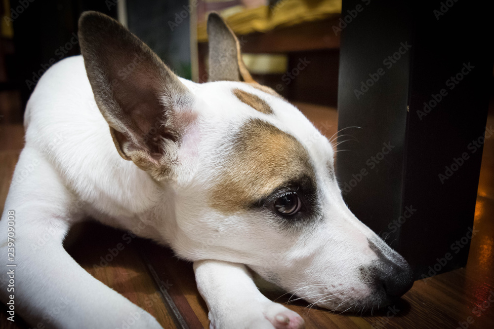 Obraz premium Emotional Dog