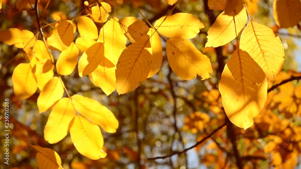 Branch of large beautiful yellow leaves develops in the wind under the rays of the sun in autumn close-up Branch of large beautiful yellow leaves develops in the wind under the rays of the sun in autumn close-up