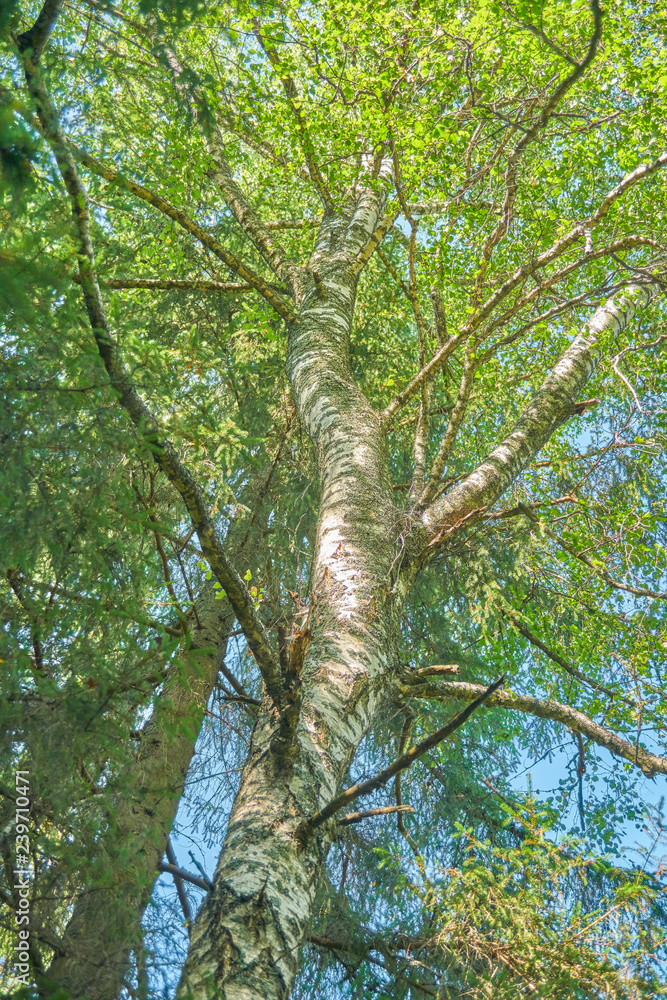 Fototapeta premium Russian forest in summer