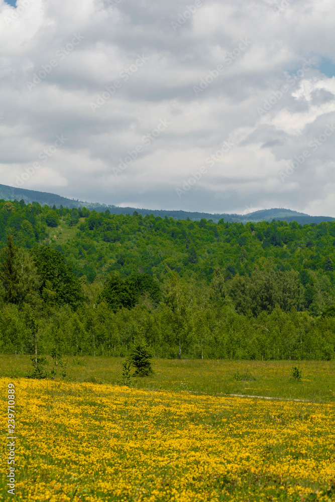 Summer landscape with yellow flowers on a field, trees and nice clouds on the blue sky. Field land with yellow flowers in the background trees,forest.Clean,blue,Sky,white,cloud.