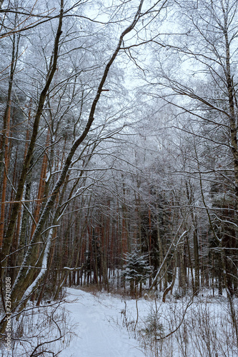 frozen forest
