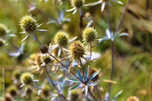 Close-up of field thistle with a blue stem
