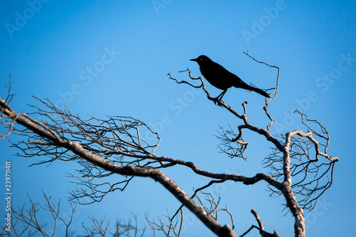 Silhouette of a bird perched in a tree at Assateague Island National Seashore, Maryland