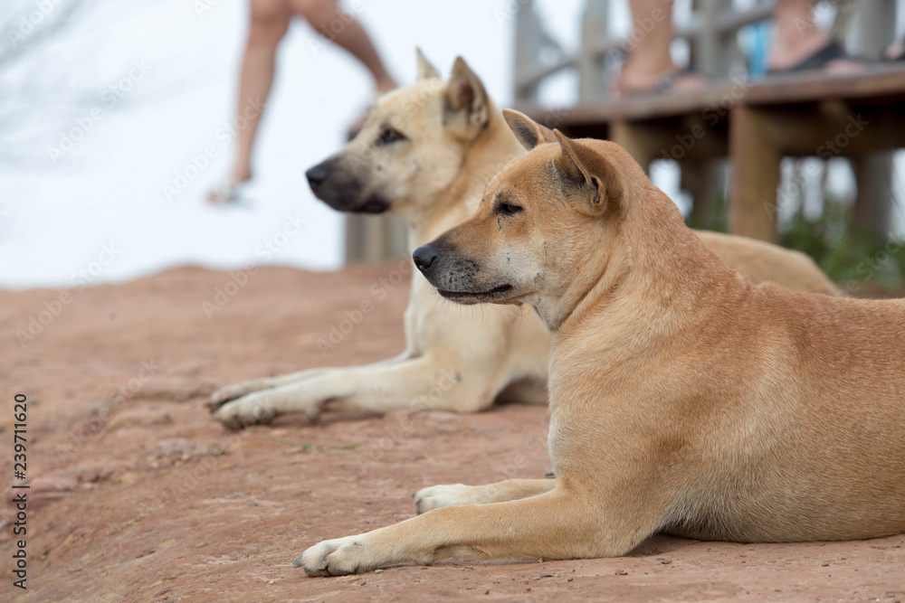 Couple dog lay down on the ground. Focus on the first. Couple dog lay down on the ground. Focus on the first.