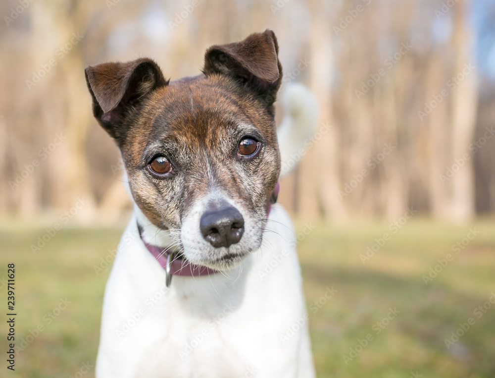 A brindle and white Jack Russell Terrier mixed breed dog looking at the camera with a head tilt.