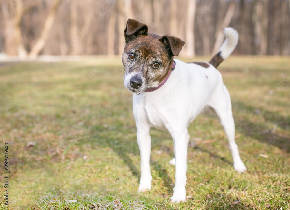 A brindle and white Jack Russell Terrier mixed breed dog looking at the camera with a head tilt