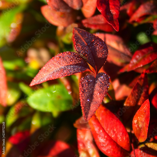 Early Morning Frost on Red Leaves