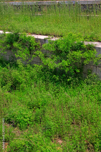grey stone walls hidden inside the green plants