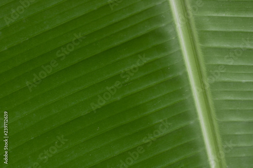 closeup of green leaf